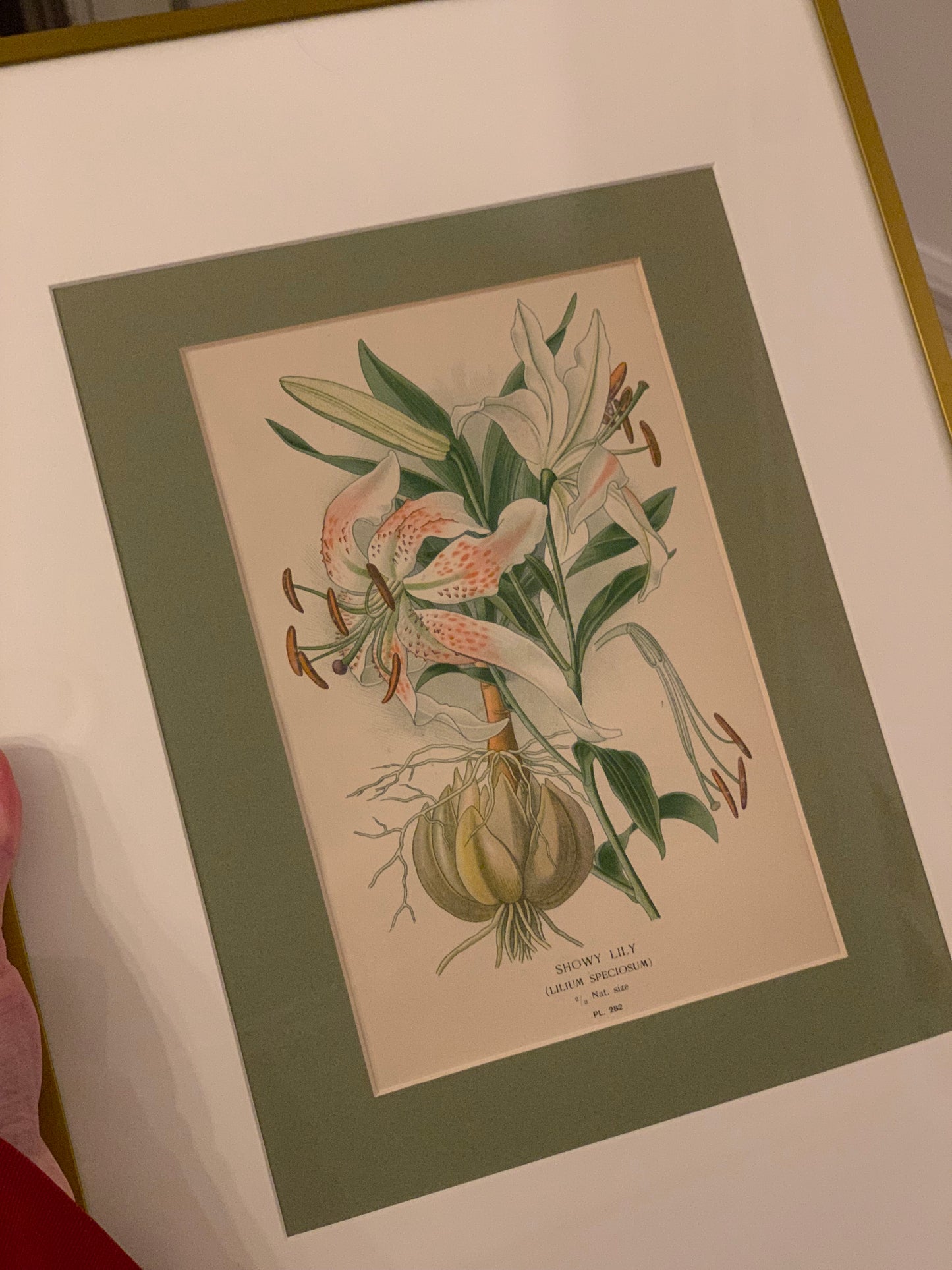 Antique Showy Lily with Double Matting in Gold Frame (1896)