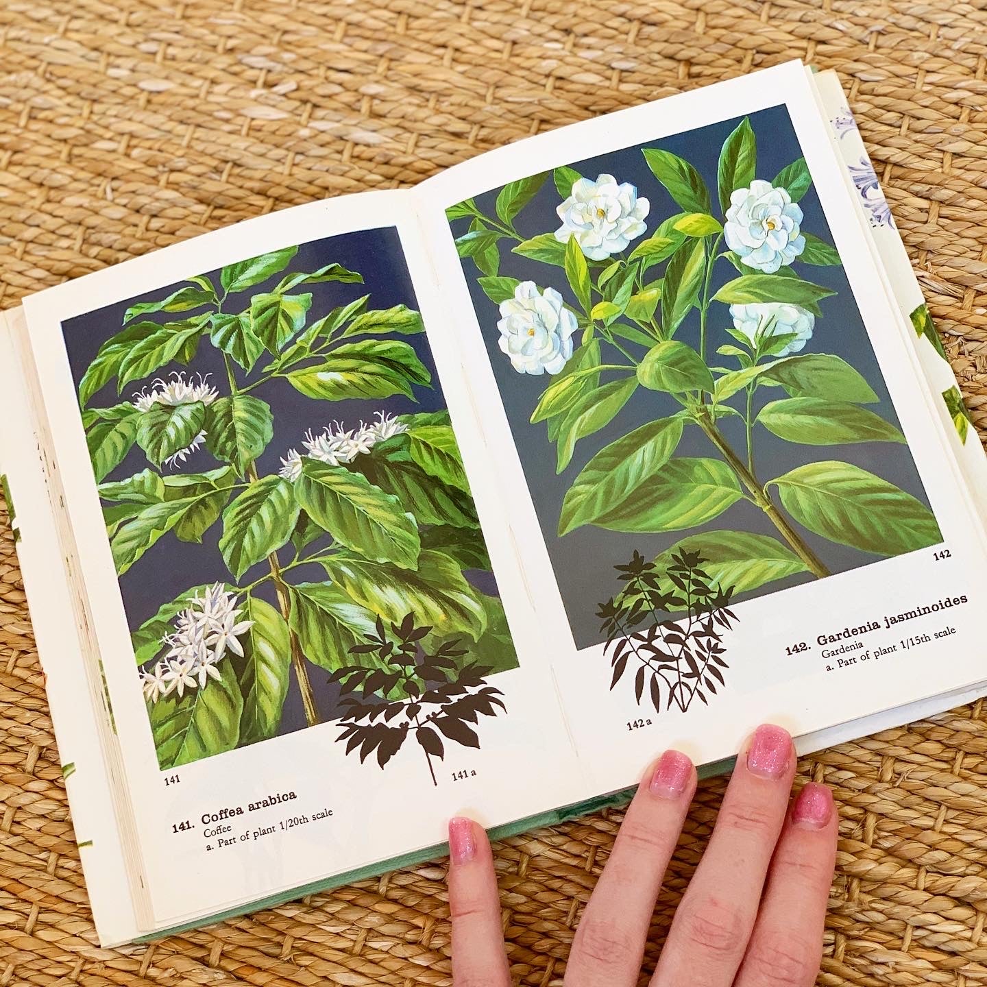 Pocket Encyclopedia of Indoor Plants (1975)