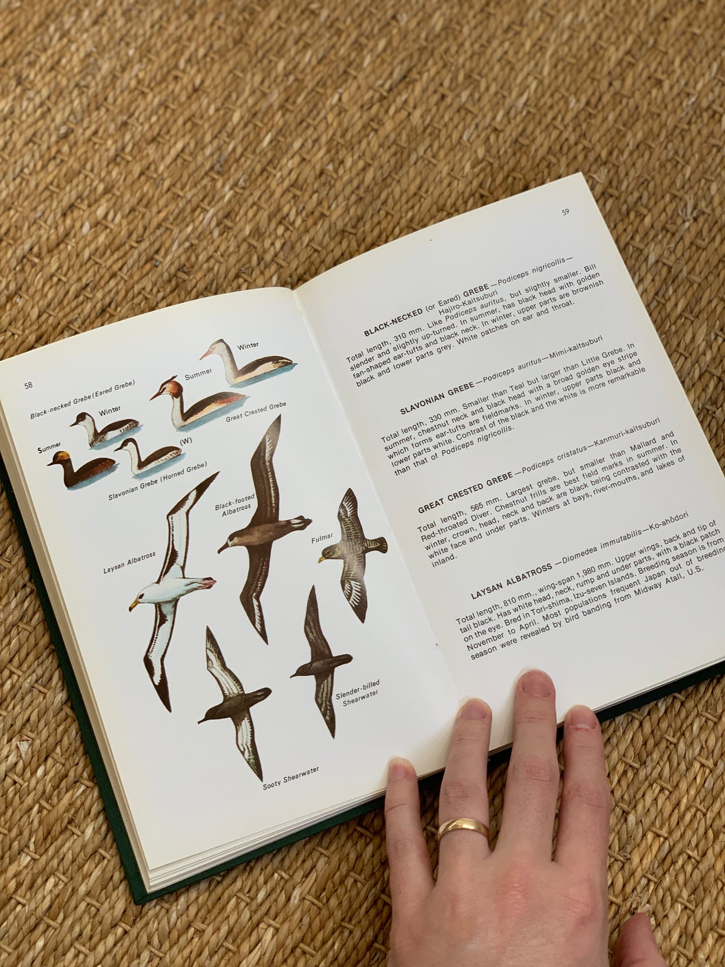 Field Guide to Birds in Japan Nature Book (1974)