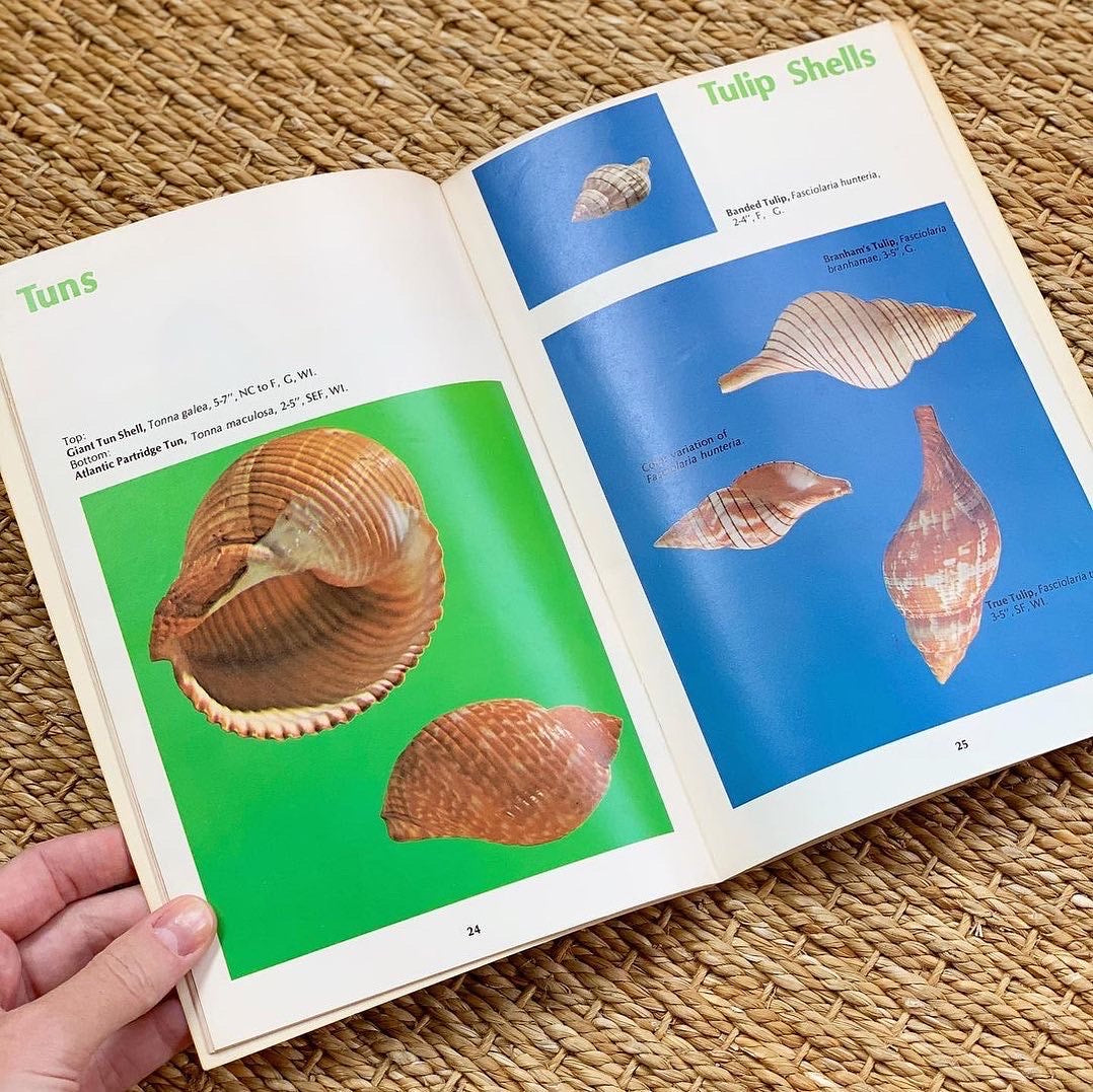 1970s Shell Identification Guide