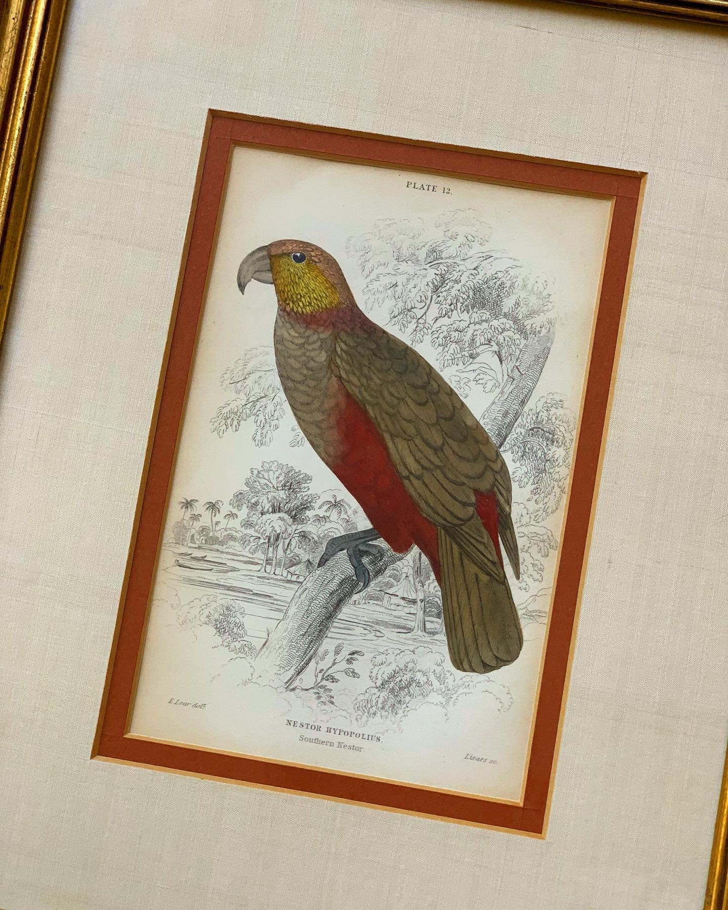 Southern Nestor Parrot, Original Antique Hand-Colored Engraving (1843)