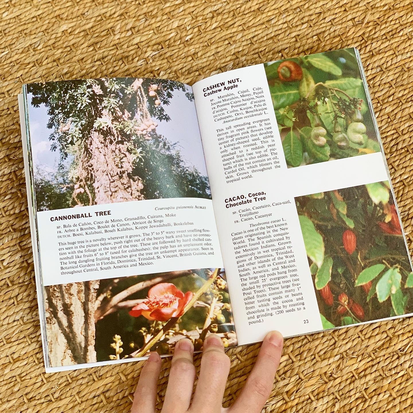 Tropical Trees Book (1960)