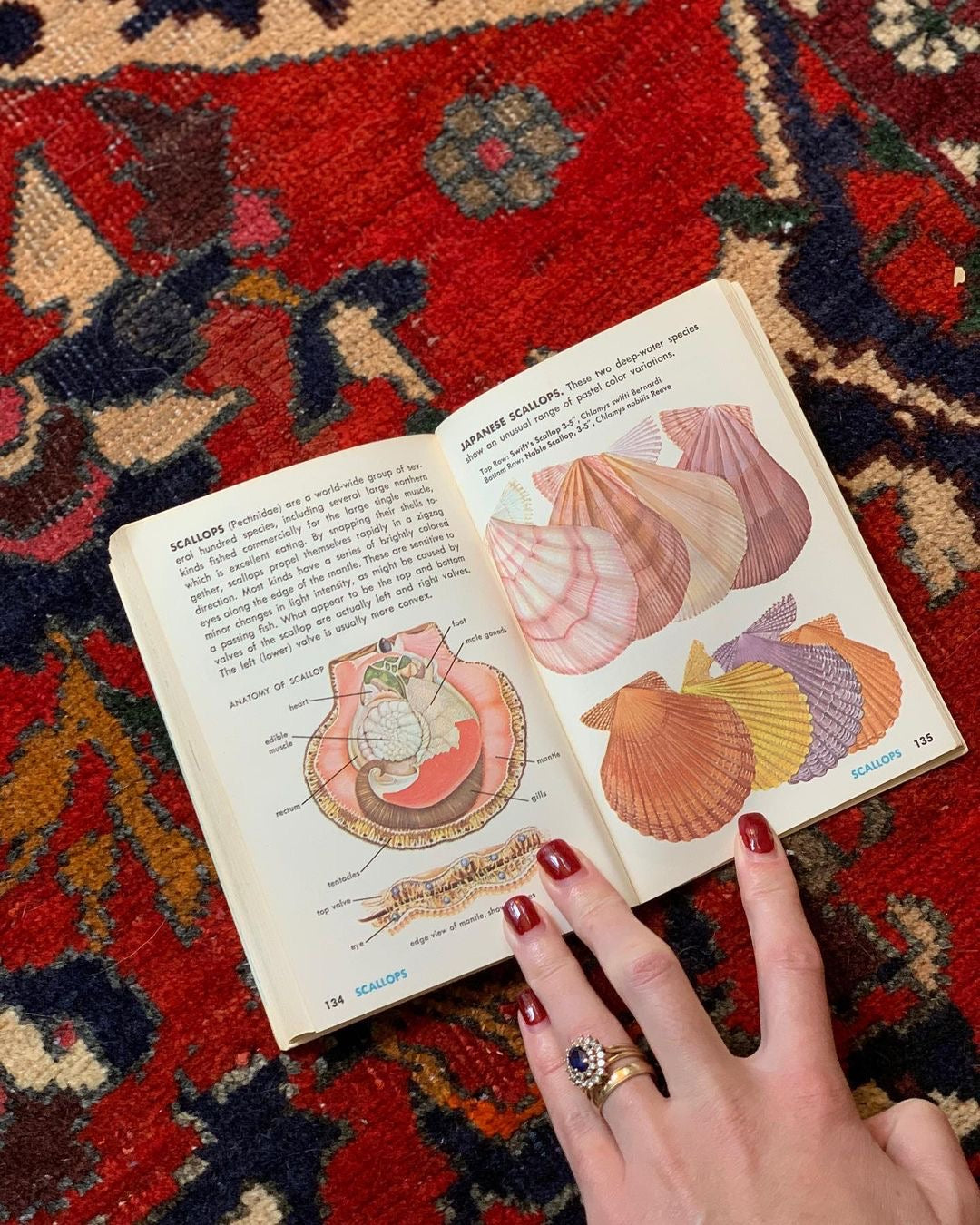 Seashells Golden Guide (1962)