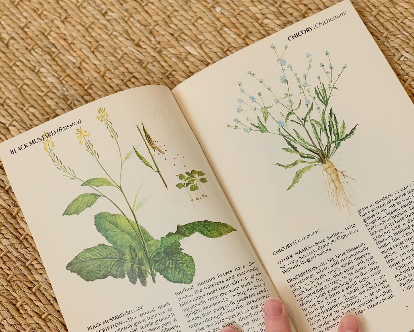 1970s Field Guide To Wild Herbs