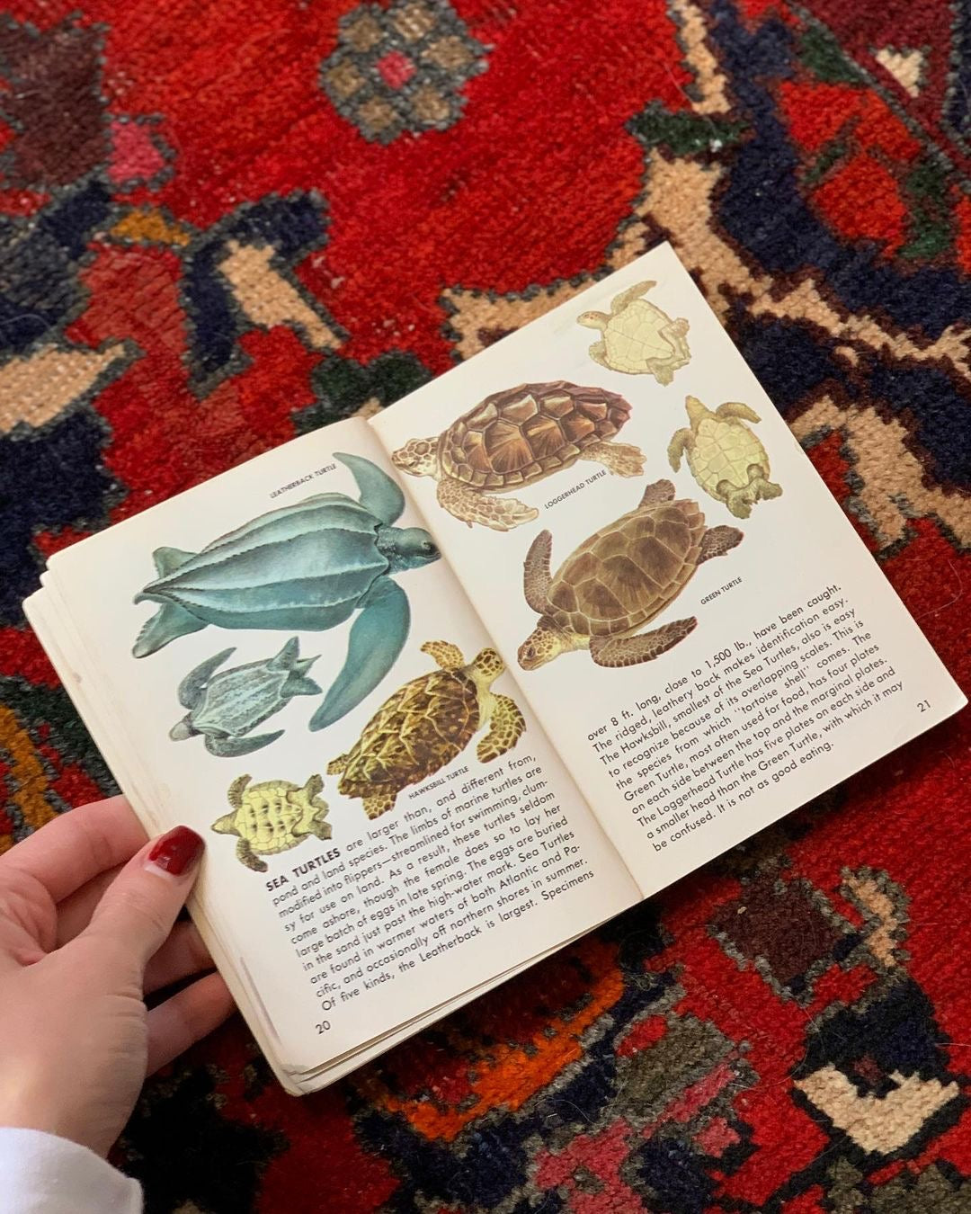 Reptiles & Amphibians Golden Guide (1956)