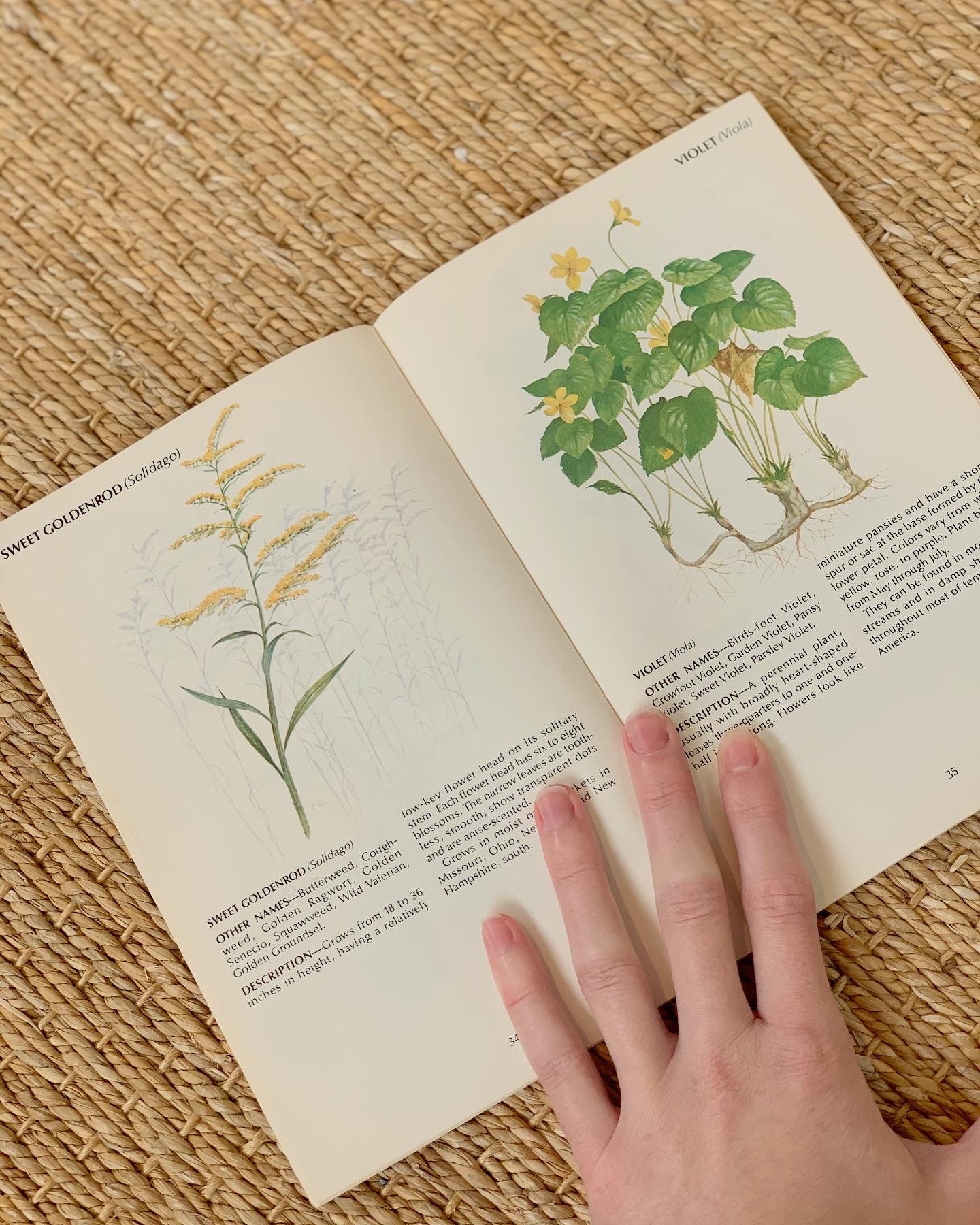 1970s Field Guide To Wild Herbs