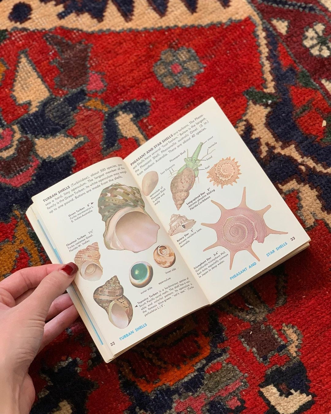 Seashells Golden Guide (1962)