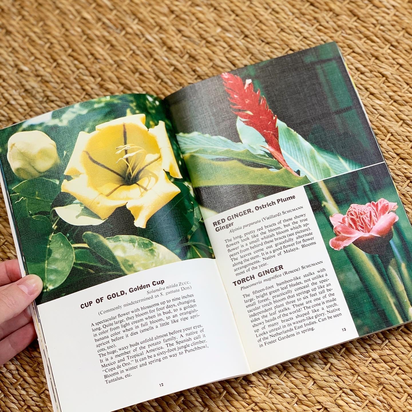 Hawaii Blossoms Book (1958)