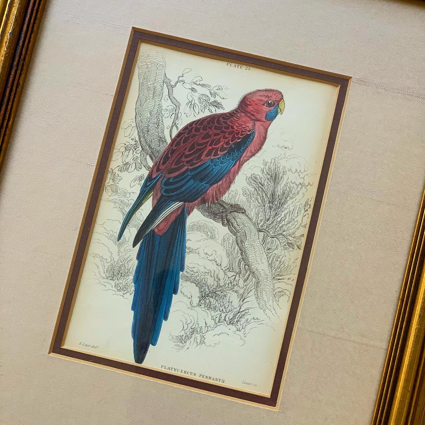 Pennantian Broad Tail Parrot (Original Antique 1843 Hand-Colored Engraving)