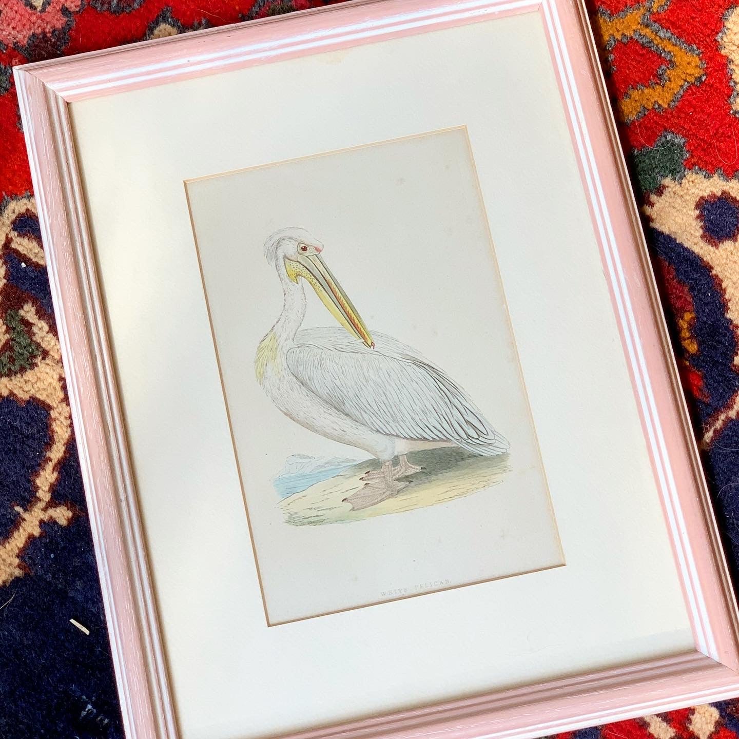 Audubon-Style Framed Pelican