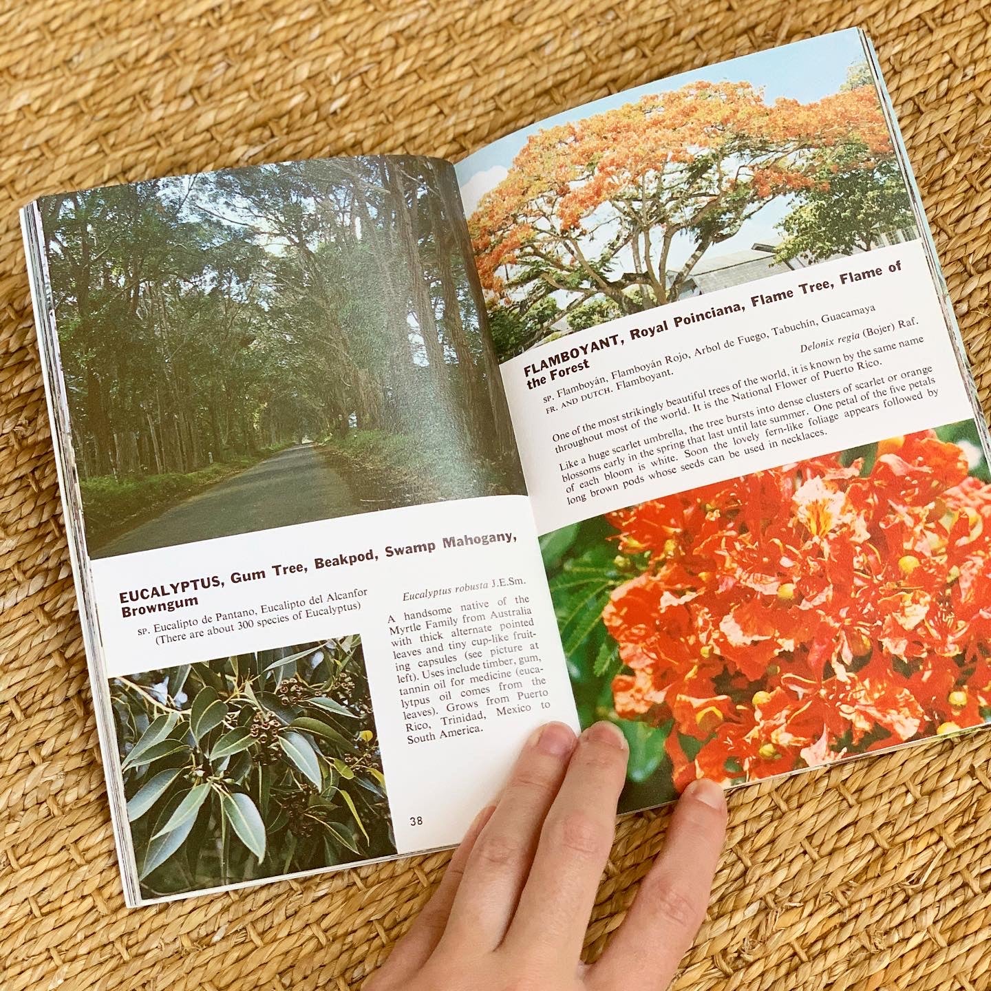 Tropical Trees Book (1960)