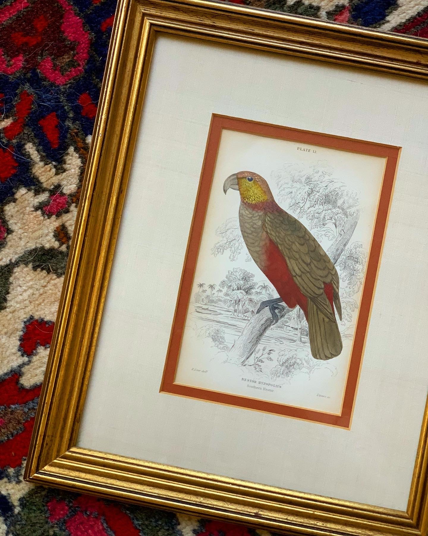 Southern Nestor Parrot, Original Antique Hand-Colored Engraving (1843)