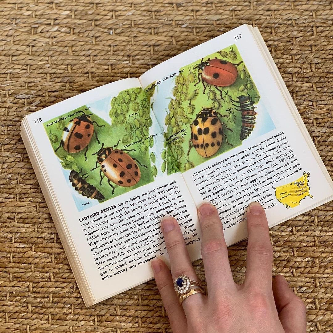 1950s Golden Nature Guide to Insects